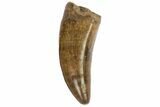 Serrated, Tyrannosaur (Nanotyrannus) Tooth - Montana #77378-1
